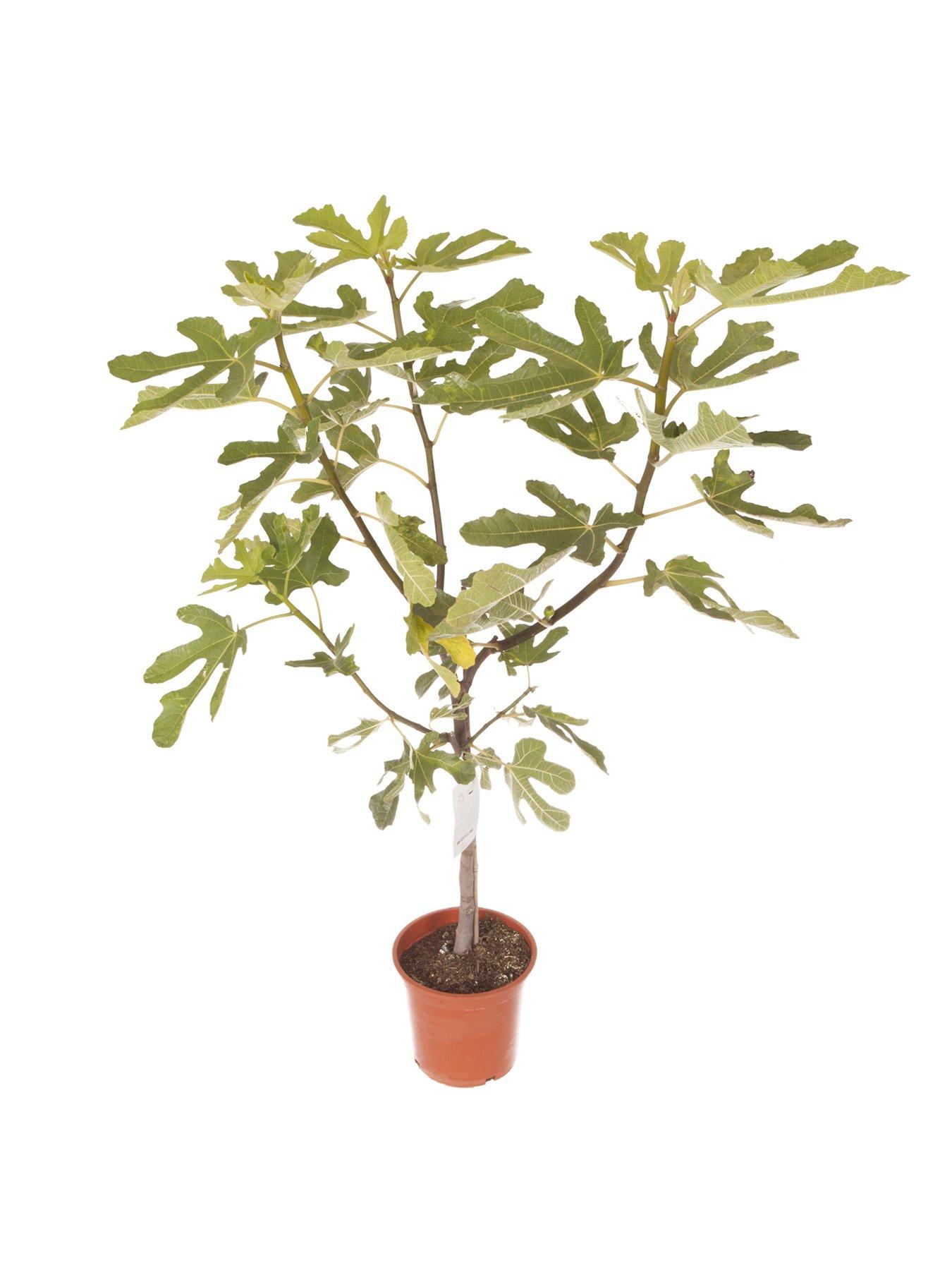 Image 5 of 5 of You Garden Fig tree 'Brown Turkey' standard form 1.2-1.4M tall