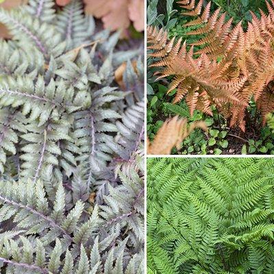 You Garden Colourful Hardy Fern Collection 3 Colours - 9cm Pots