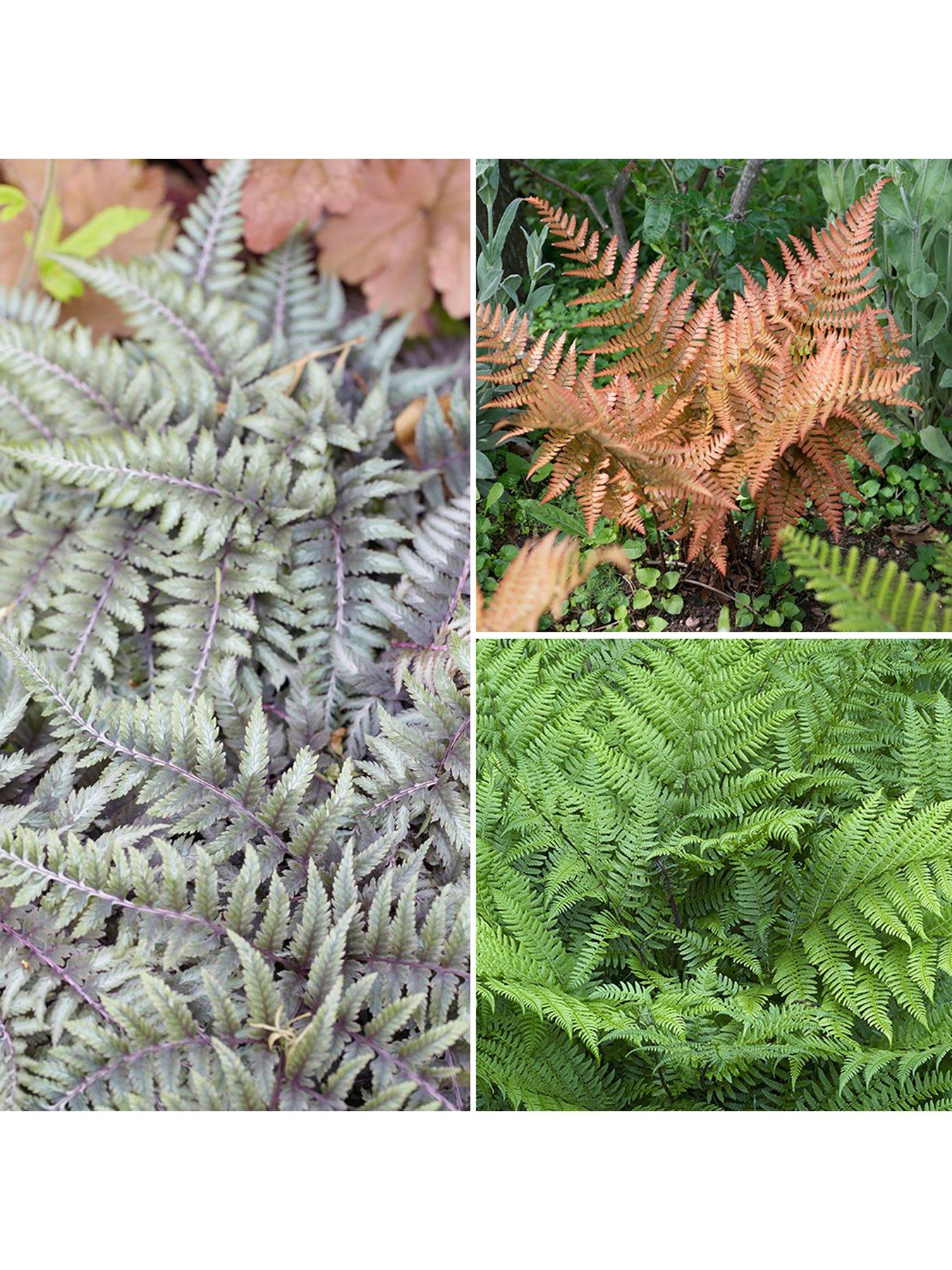 Product photograph of Colourful Hardy Fern Collection 3 Colours - 9cm Pots from very.co.uk