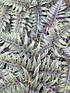  image of colourful-hardy-fern-collection-3-colours--nbsp9cm-pots