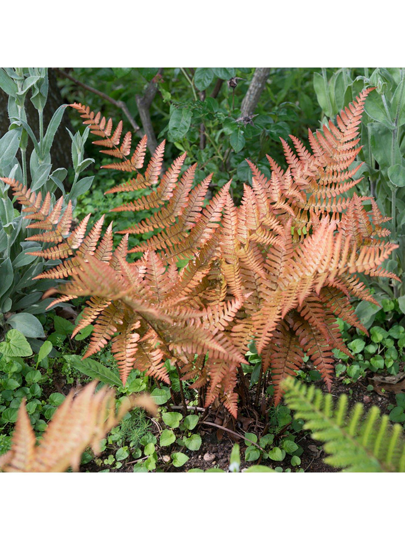 You Garden Colourful Hardy Fern Collection 3 Colours - 9cm Pots | Very