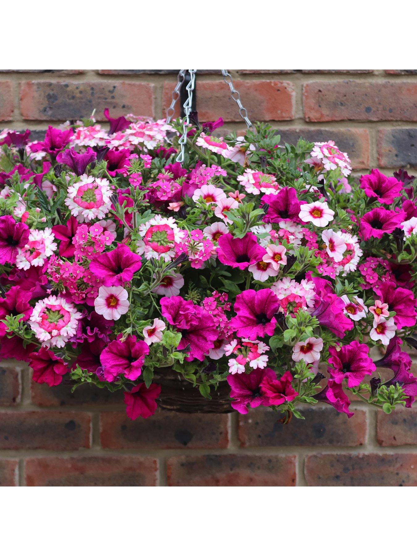 Product photograph of You Garden Eton Mess Basket Planter Plug Mix X 12 from very.co.uk