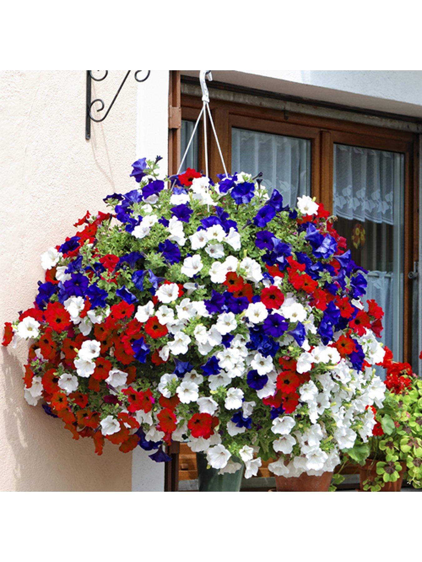 undefined Patriotic Petunia Basket/Planter pluig mix x 12