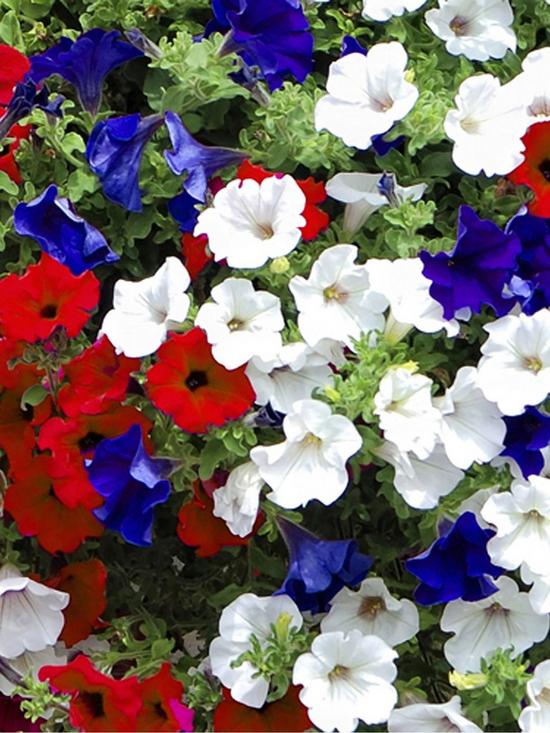 stillFront image of patriotic-petunia-basketplanter-pluig-mix-x-12