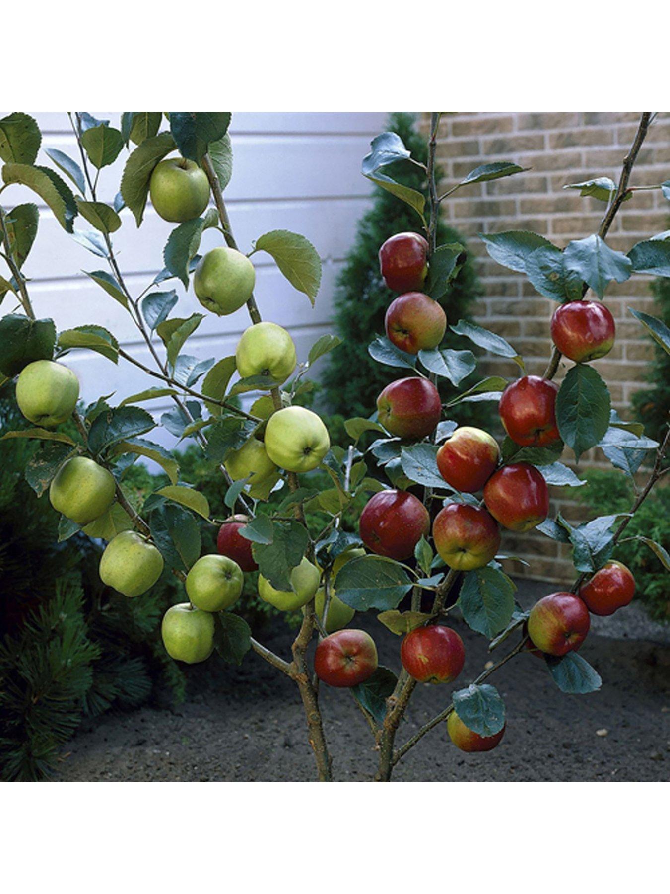 Product photograph of Duo Apple Tree - 2 Varieties On 1 Tree 3l Pot 1m Tall from very.co.uk