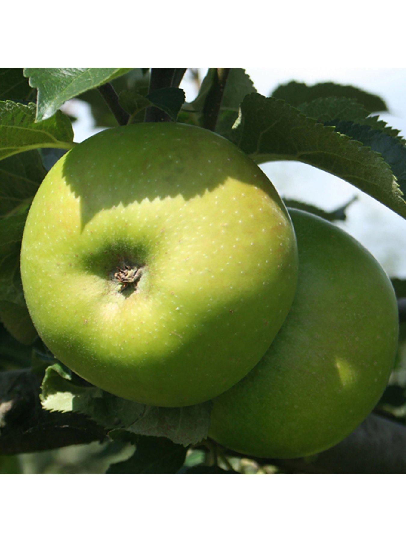 You Garden Duo Apple tree - 2 varieties on 1 tree 3L pot 1M tall | Very