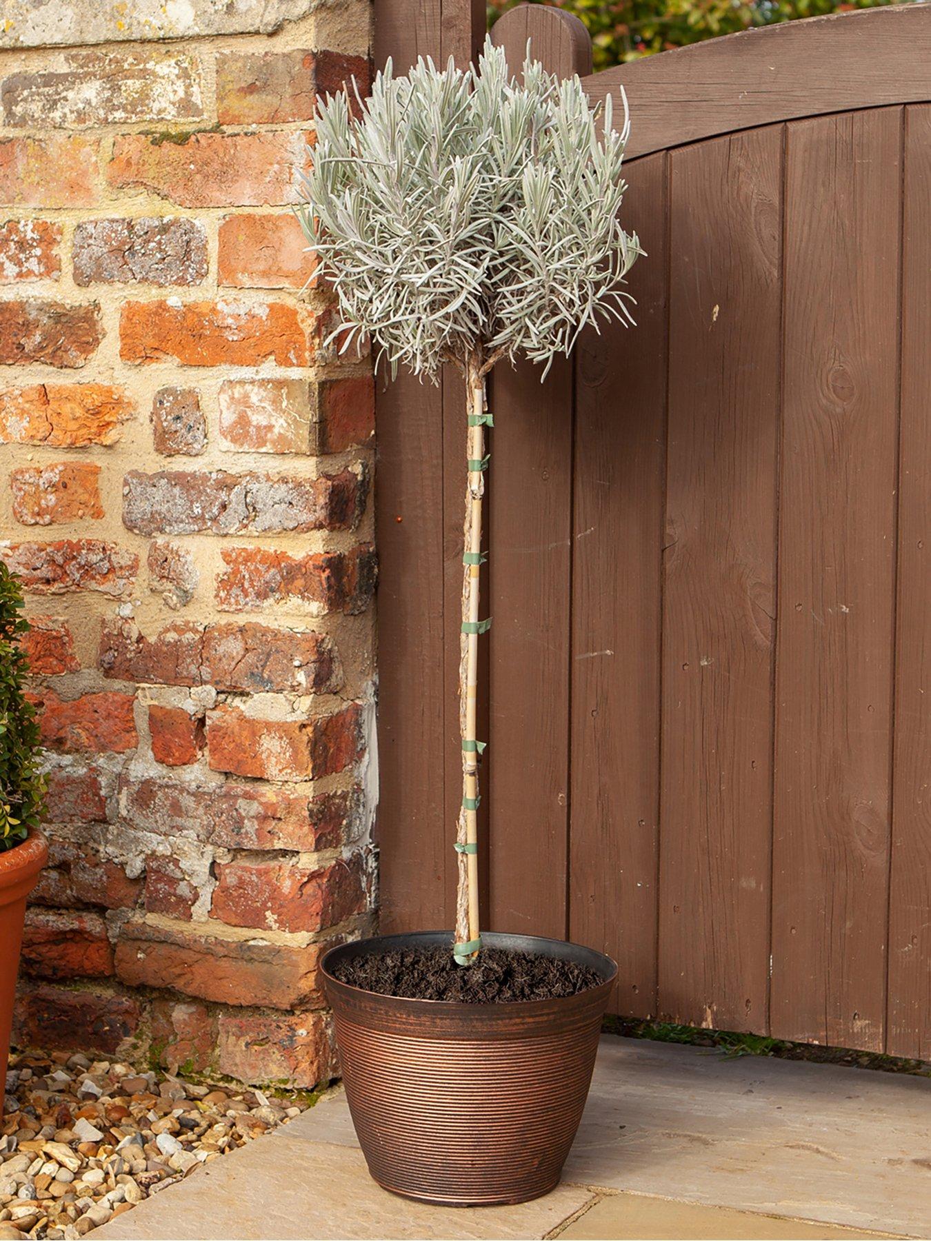 Product photograph of English Lavender Munstead Standard Tree 90cm Tall from very.co.uk