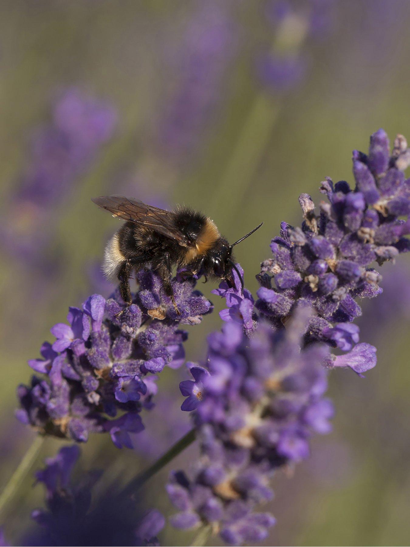 Image 2 of 5 of You Garden English Lavender Munstead standard tree 90cm tall