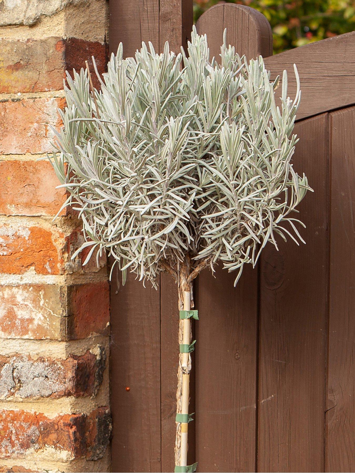 Image 3 of 5 of You Garden English Lavender Munstead standard tree 90cm tall