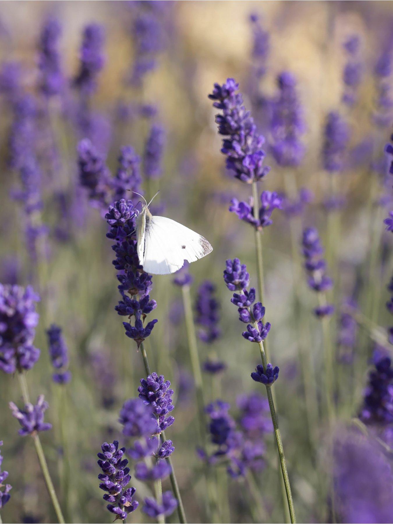 Image 4 of 5 of You Garden English Lavender Munstead standard tree 90cm tall