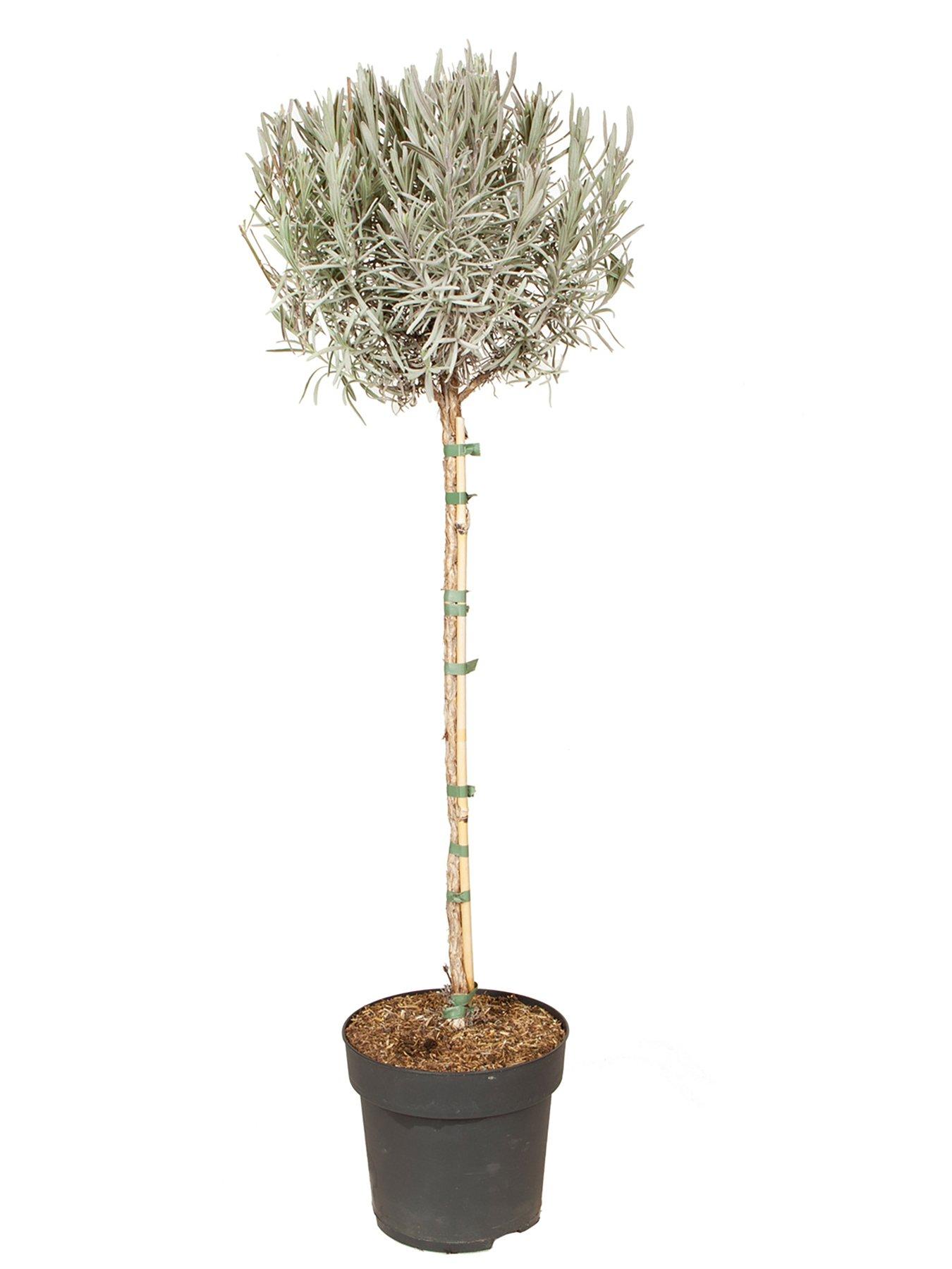 Image 5 of 5 of You Garden English Lavender Munstead standard tree 90cm tall