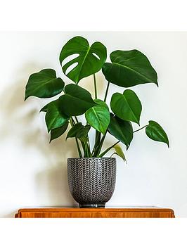 Product photograph of Monstera Deliciosa Swiss Cheese Plant 14cm Pot from very.co.uk