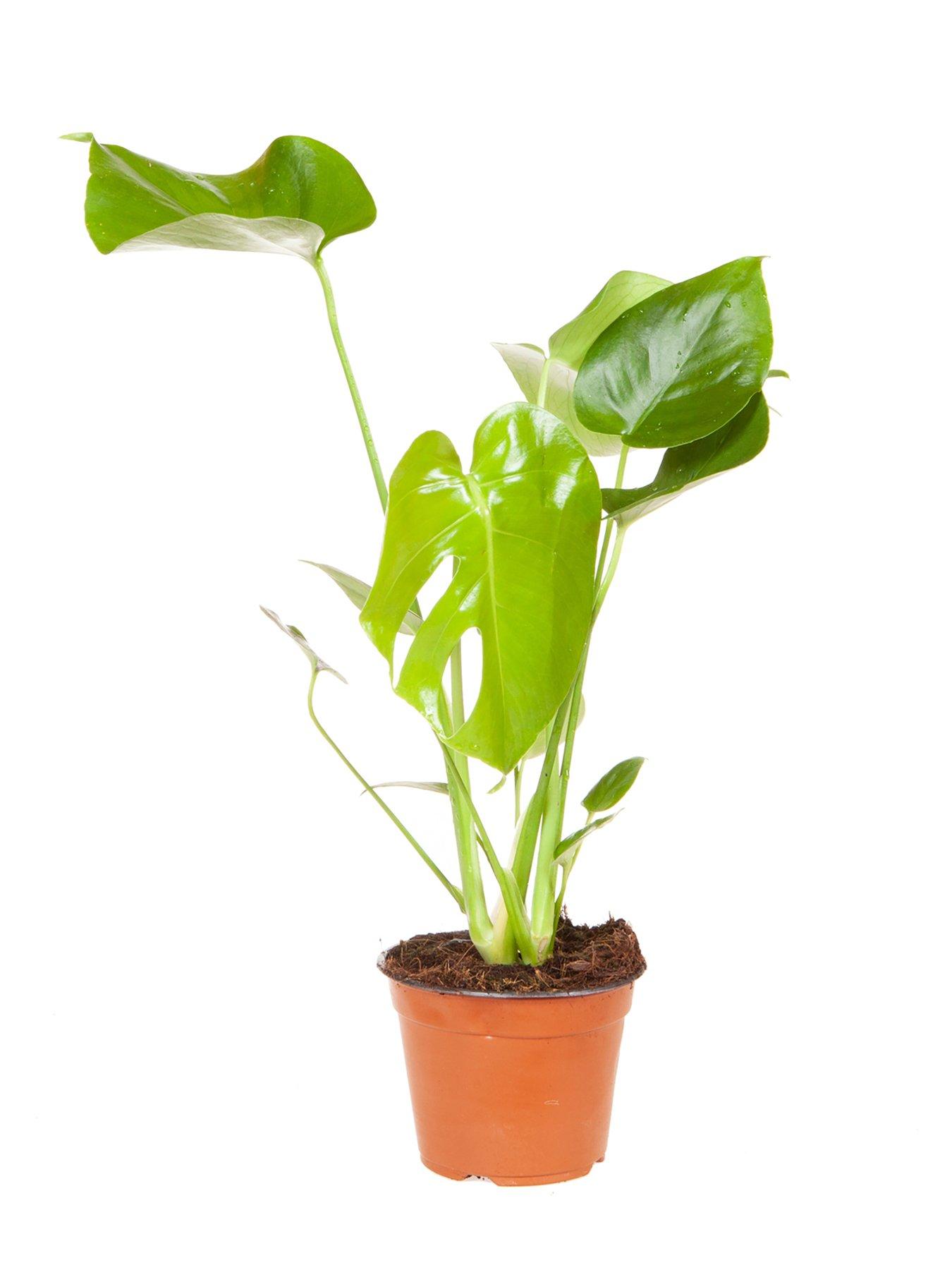 Image 3 of 3 of You Garden Monstera deliciosa&nbsp;Swiss Cheese Plant 14cm Pot