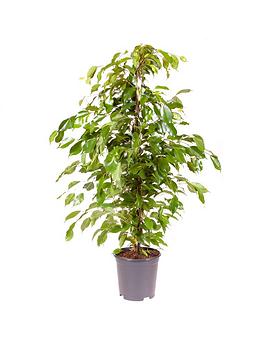 Product photograph of Ficus Benjamanica Weeping Fig 21cm Pot 90cm Tall - Green Houseplant from very.co.uk