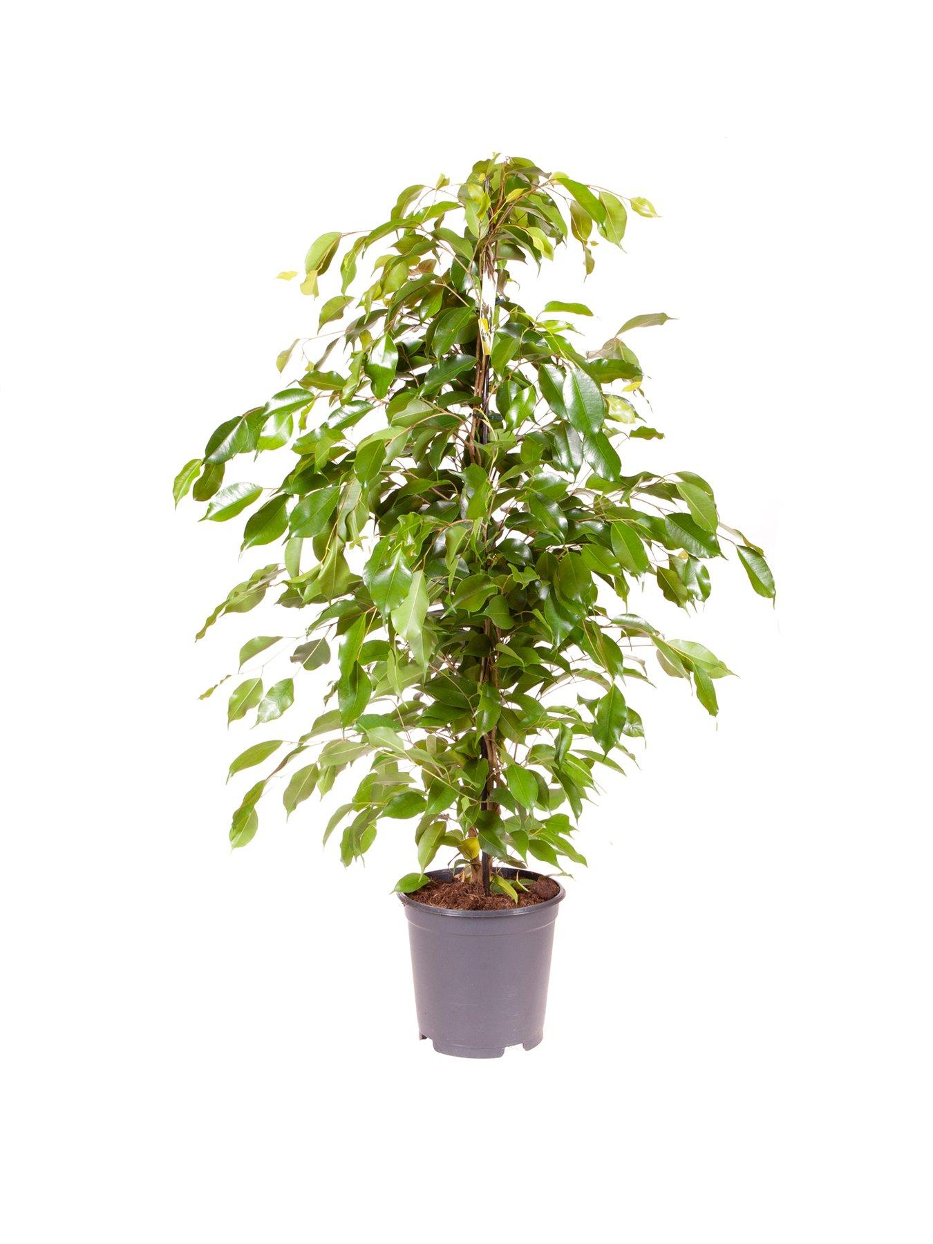 You Garden Ficus benjamanica (Weeping Fig) 21cm pot 90cm tall - green houseplant