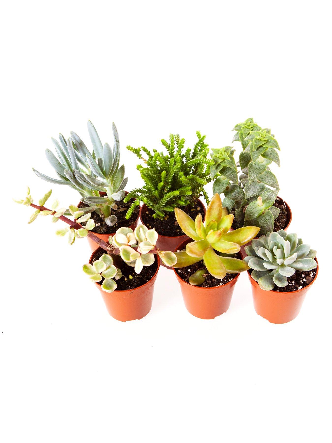 Product photograph of Indoor Succulents Mix 6 Types In Mini 5 5cm Plants from very.co.uk