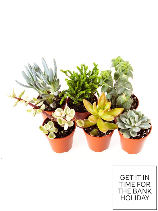 front image of indoor-succulents-mix-6-types-in-mini-55cm-plants