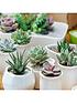  image of indoor-succulents-mix-6-types-in-mini-55cm-plants