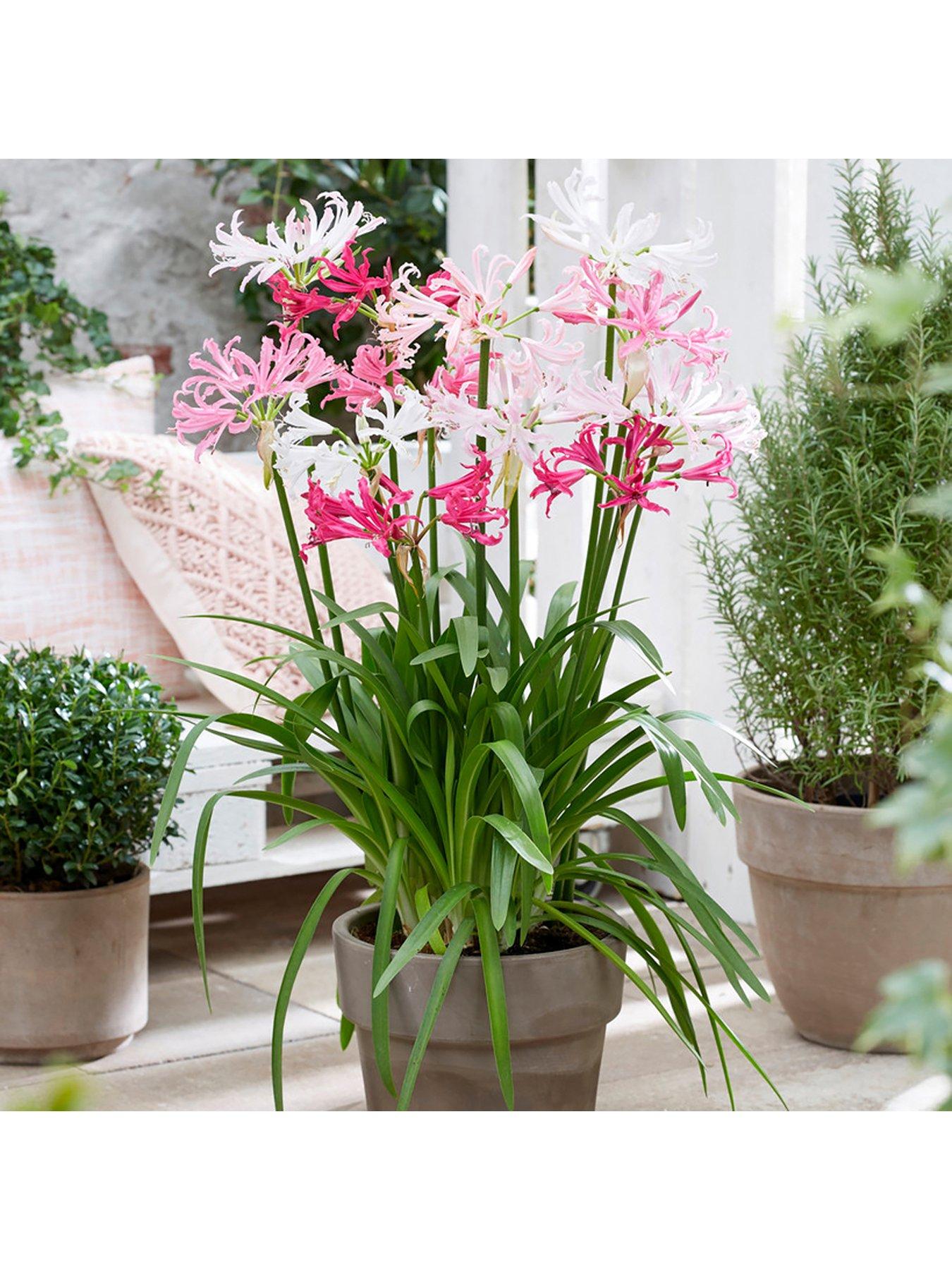 undefined Hardy Nerine (Guernsey Lily) Hybridisers Mix x 10 bulbs