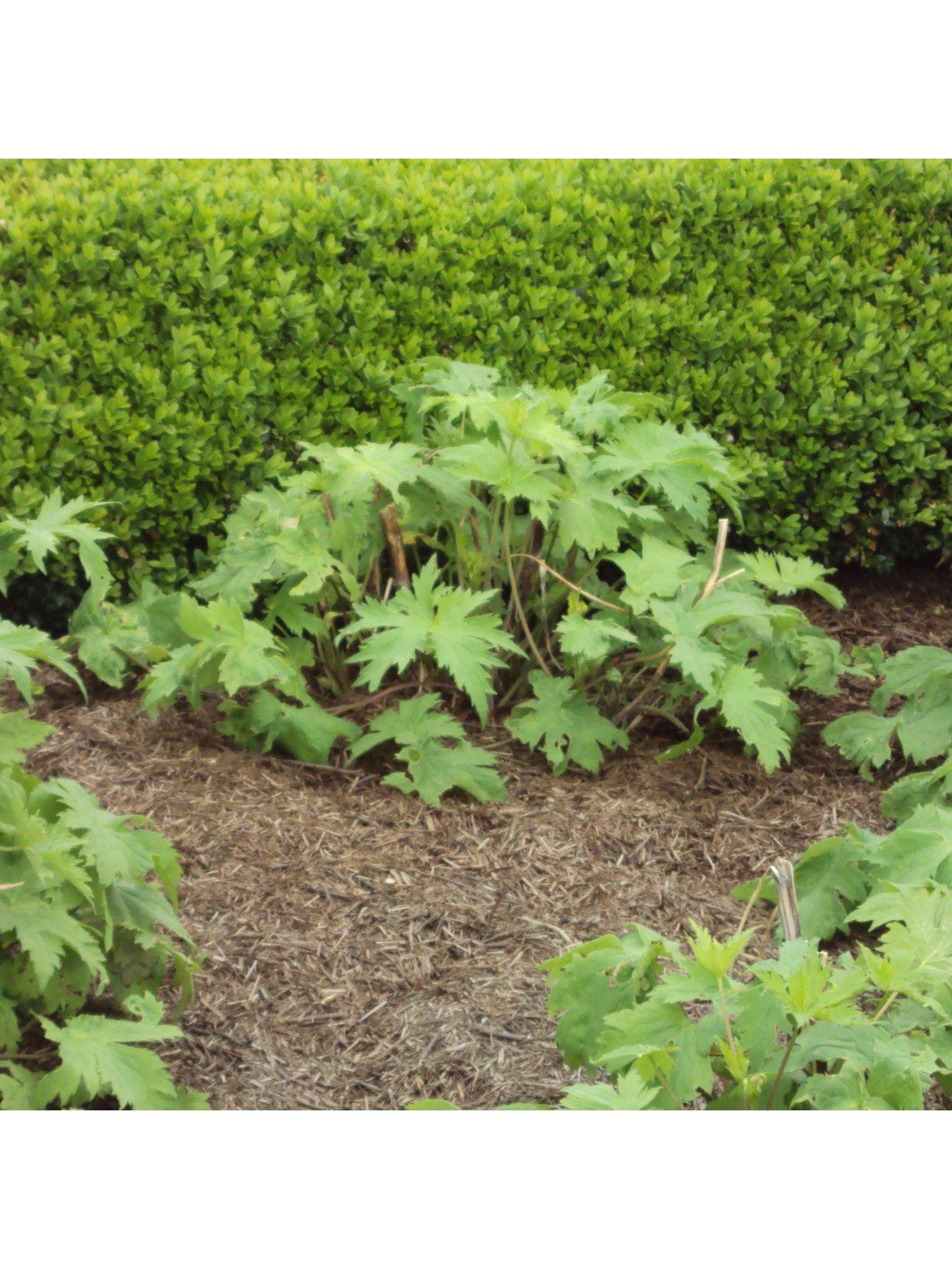 Strulch Mineralised Straw Mulch & Slug Deterrent 9kg Bag Very.co.uk