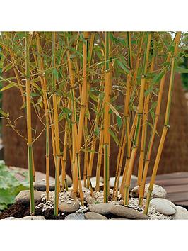 Product photograph of Yellow Bamboo Phyllostachys Aureocaulis 5l Pot 100 To 140cm from very.co.uk