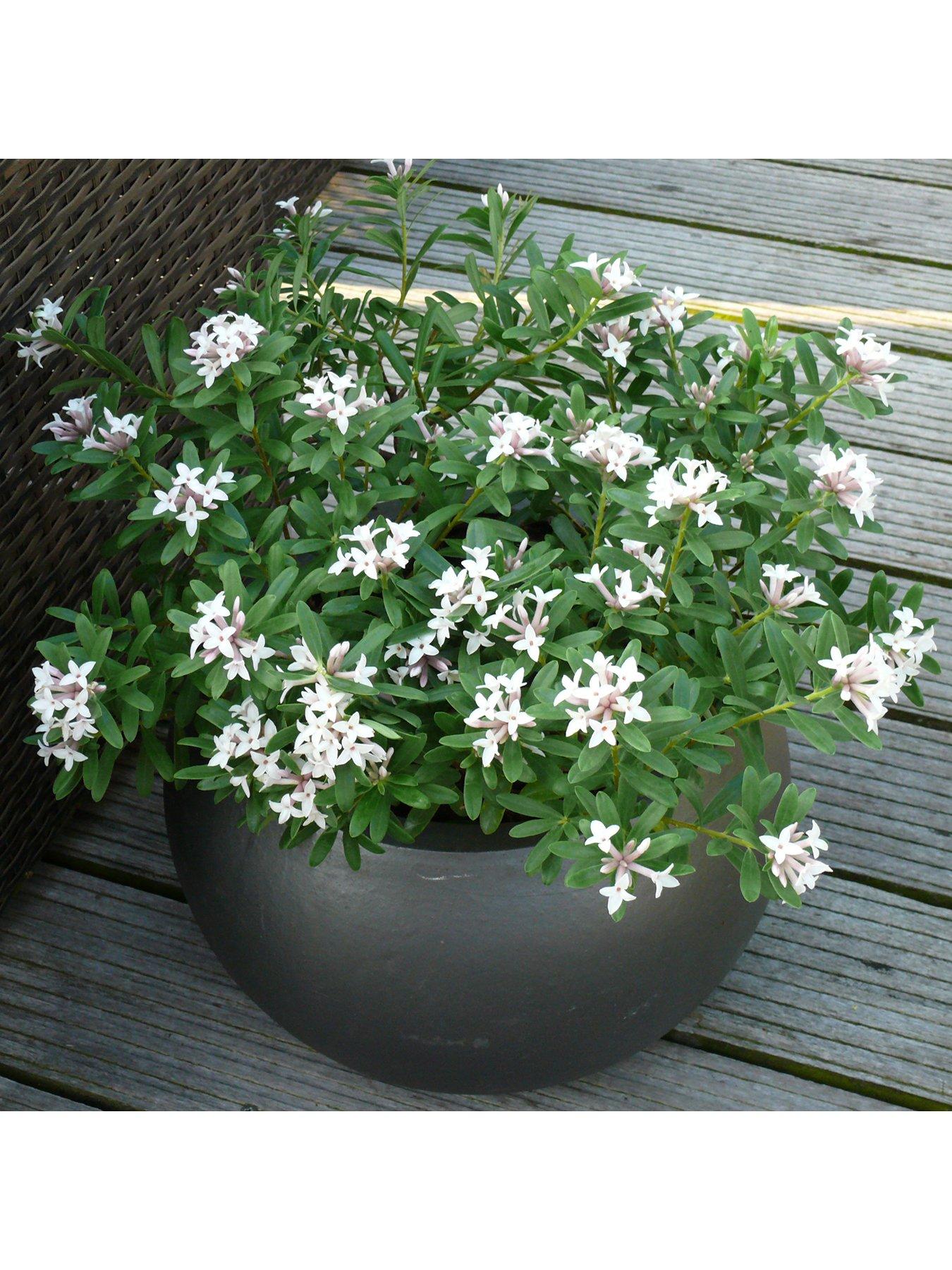 Product photograph of You Garden Daphne Eternal Fragrance 2l from very.co.uk