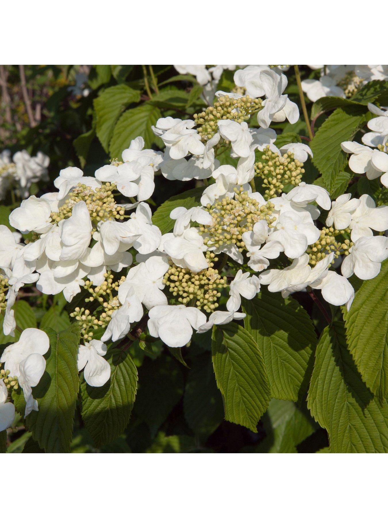undefined Viburnum Kilimanjaro Sunrise 3L Wedding Cake Tree