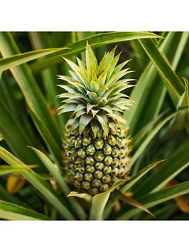 Product photograph of Real Pineapple Plant With Fruit In 14cm Pot from very.co.uk