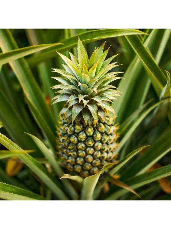 front image of real-pineapple-plant-with-fruit-in-14cm-pot