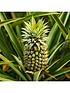  image of real-pineapple-plant-with-fruit-in-14cm-pot