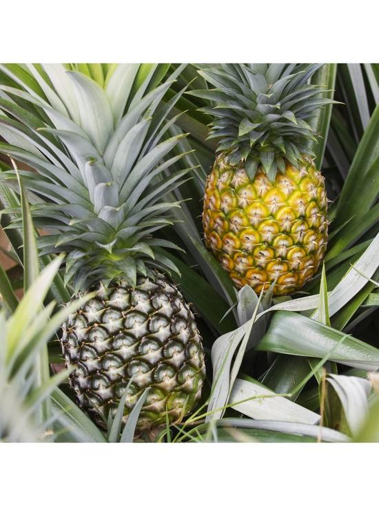 stillFront image of real-pineapple-plant-with-fruit-in-14cm-pot