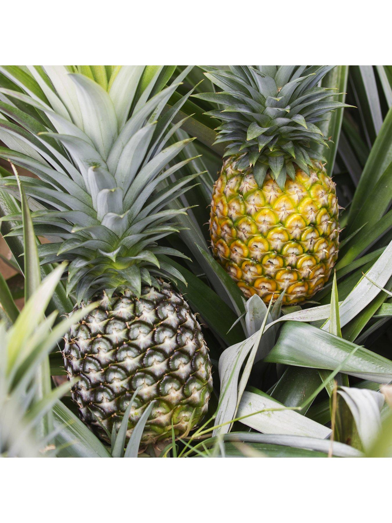 Image 2 of 5 of You Garden Real Pineapple Plant with fruit in 14cm pot