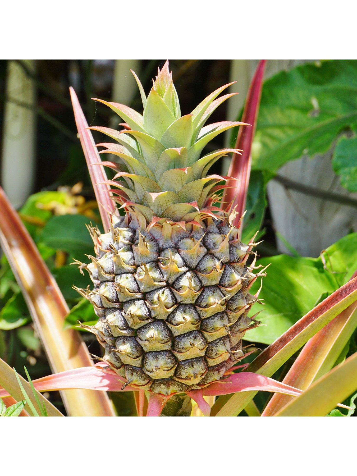 Real Pineapple Plant with fruit in 14cm pot very