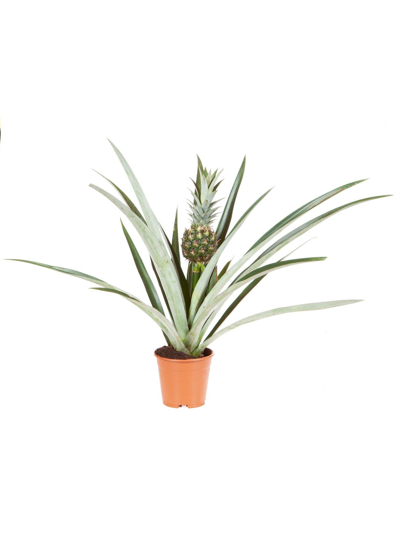 Image 5 of 5 of You Garden Real Pineapple Plant with fruit in 14cm pot