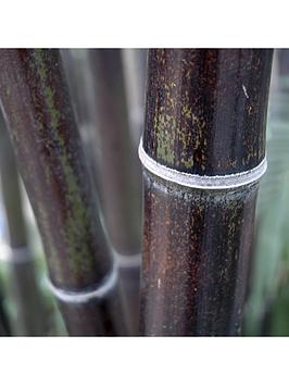 Product photograph of Black Bamboo Phyllostachys Nigra 5l Pot 60 To 100cm from very.co.uk