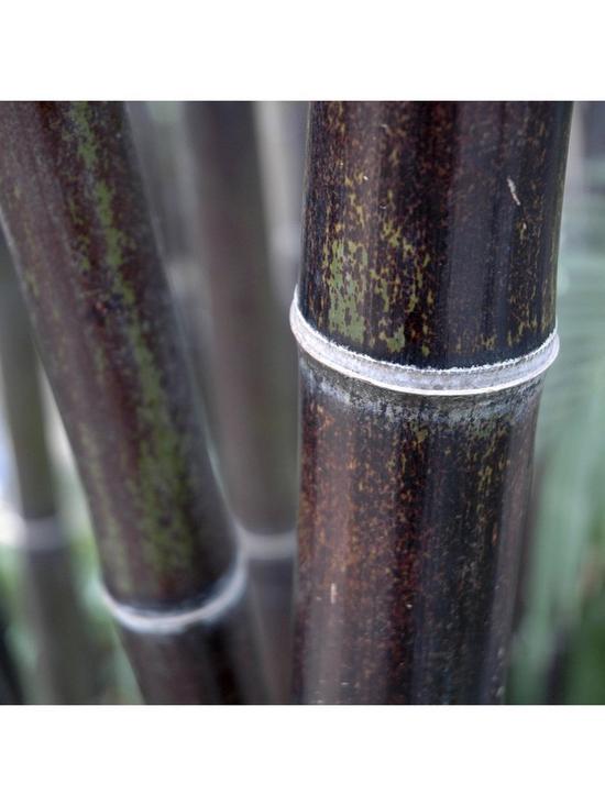 front image of black-bamboo-phyllostachys-nigra-5l-pot-60-to-100cm