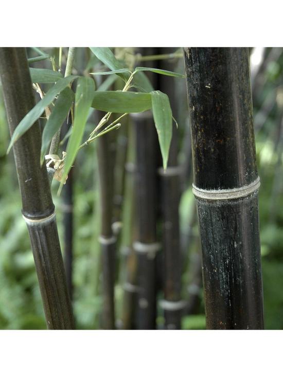 stillFront image of black-bamboo-phyllostachys-nigra-5l-pot-60-to-100cm