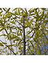  image of black-bamboo-phyllostachys-nigra-5l-pot-60-to-100cm
