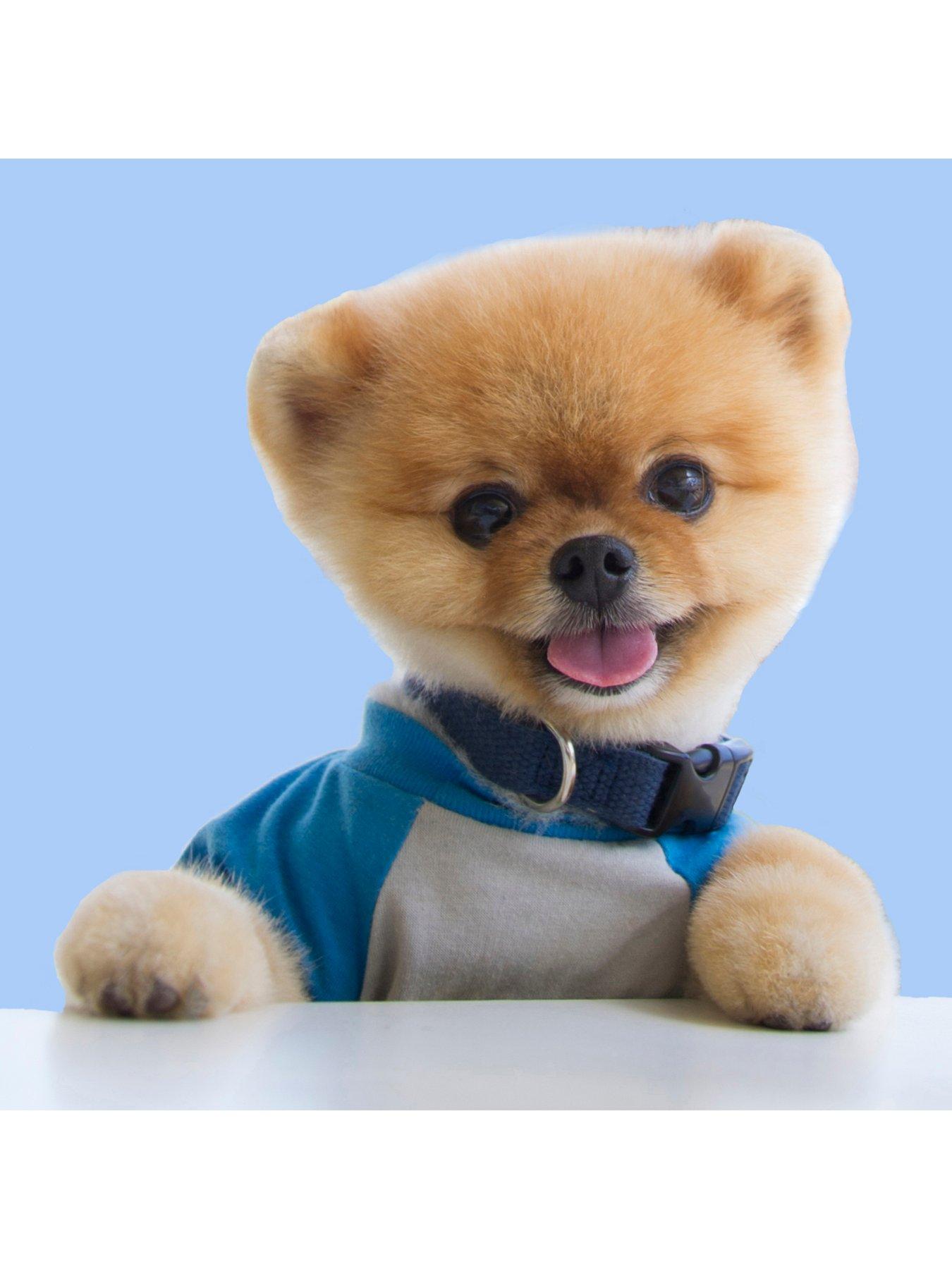 jiffpom for sale