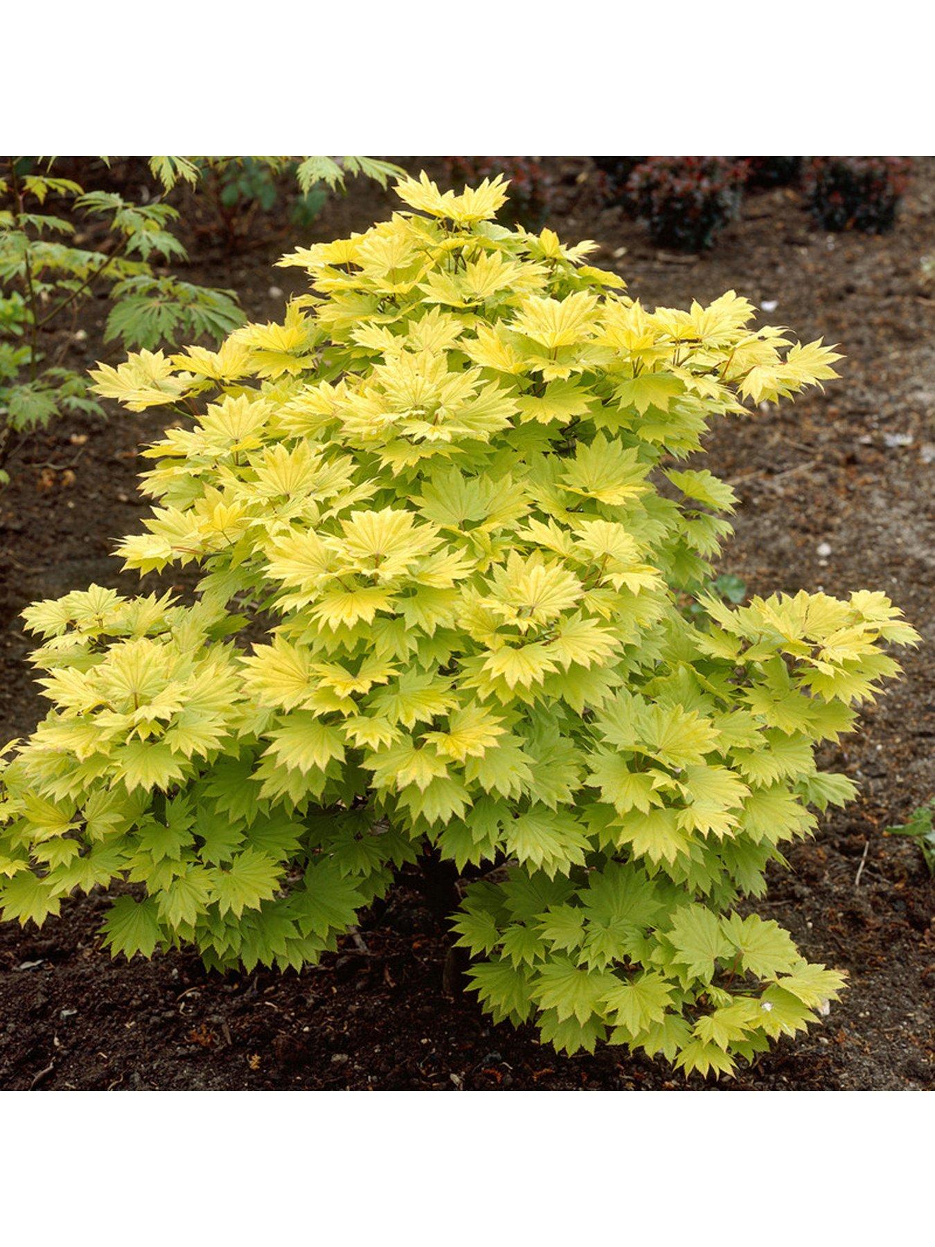 Product photograph of Acer Shirashanum Aureum 3l Pot from very.co.uk