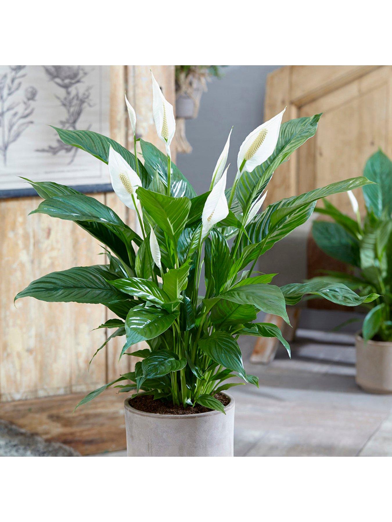 Product photograph of Spathiphyllum Sweet Silver 14cm Pot from very.co.uk
