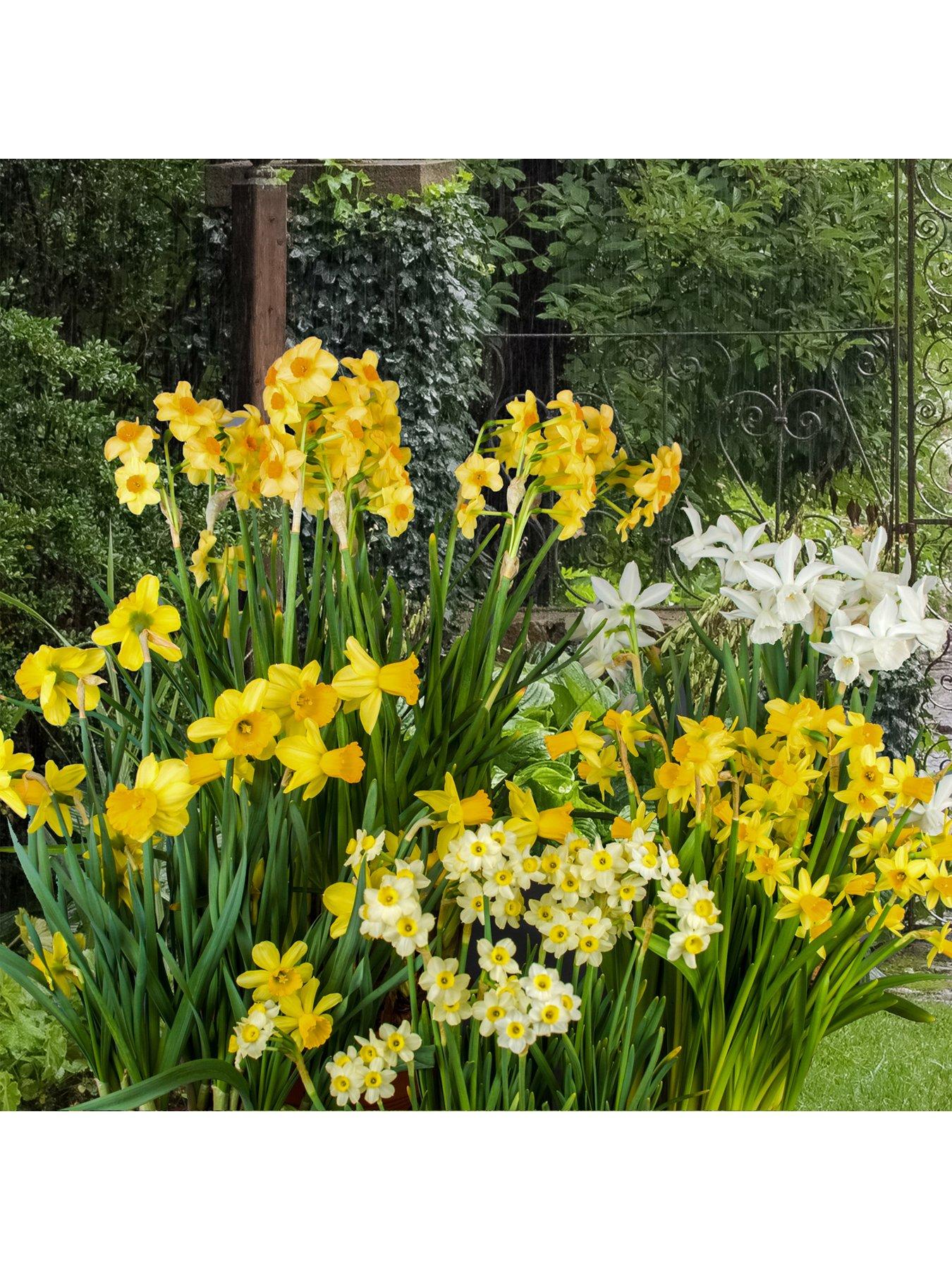 You Garden Dwarf Daffodils  &  Narcisisi x 100 bulbs