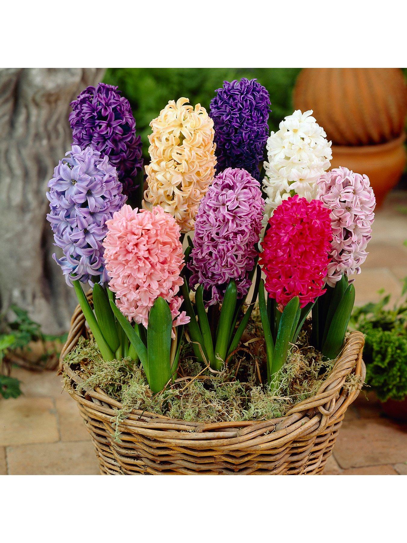 You Garden Mixed Garden Hyacinths x 12 bulbs