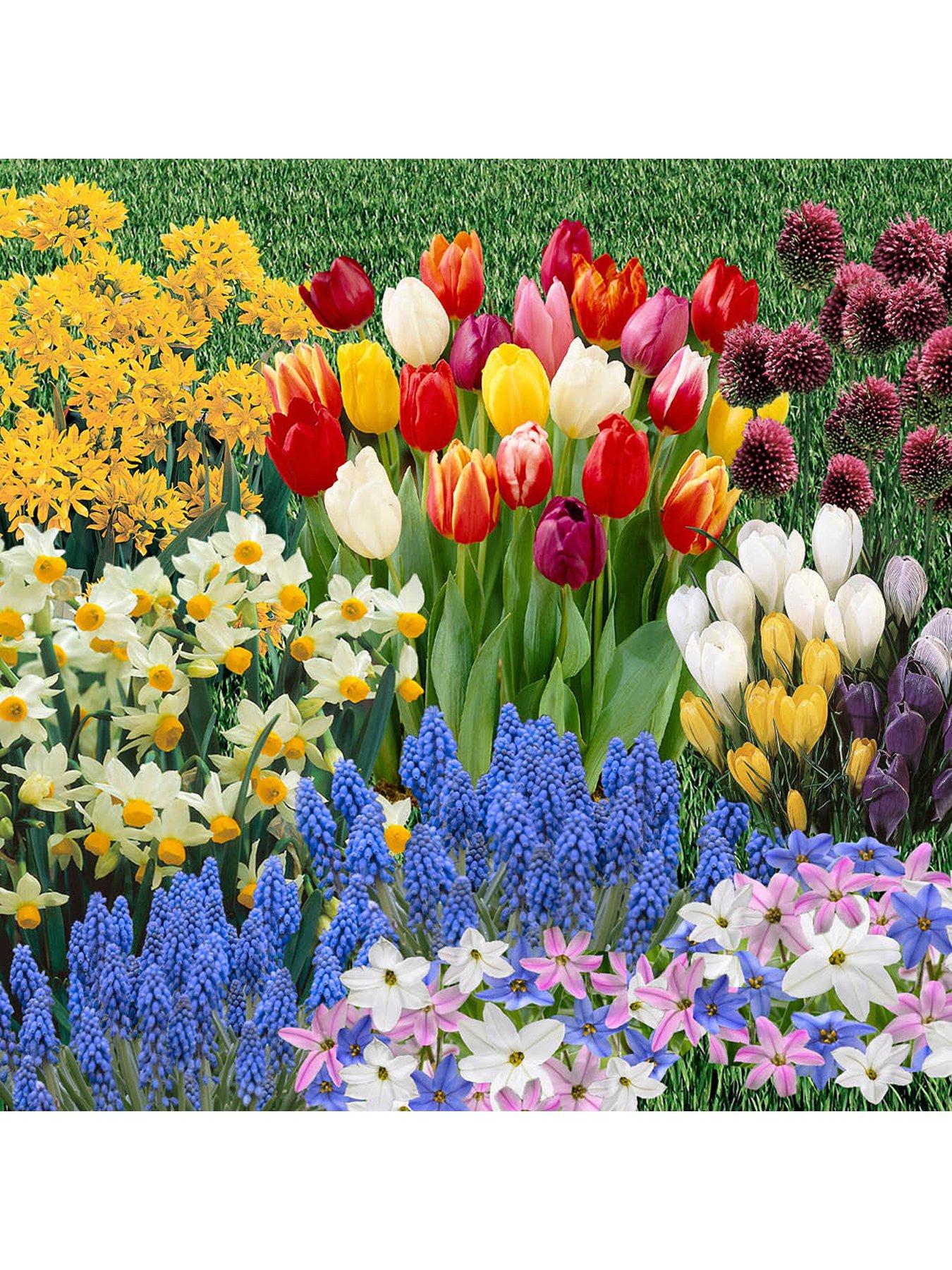 undefined 300 bulb collection