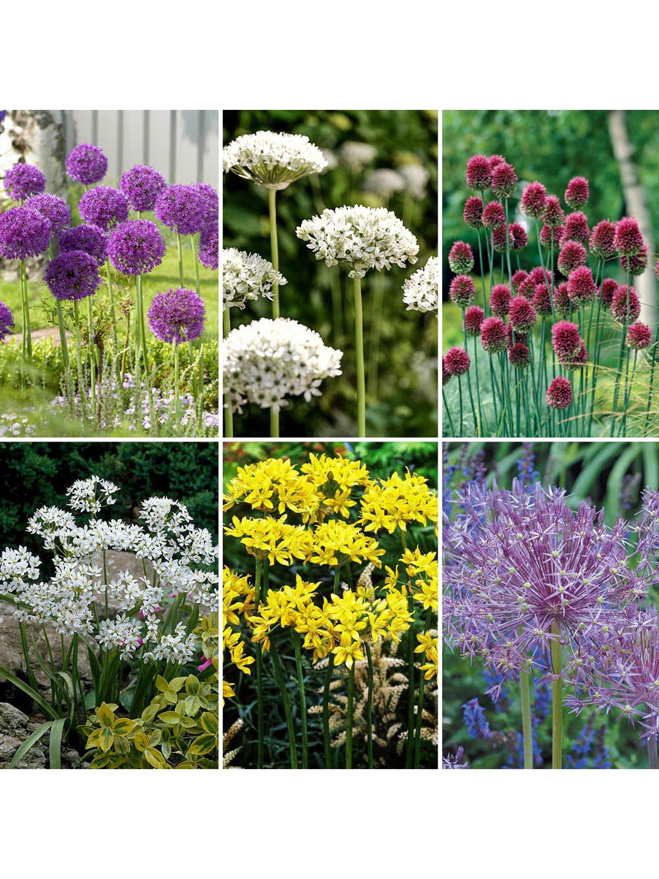 You Garden Allium Bulb Collection - 100 bulbs