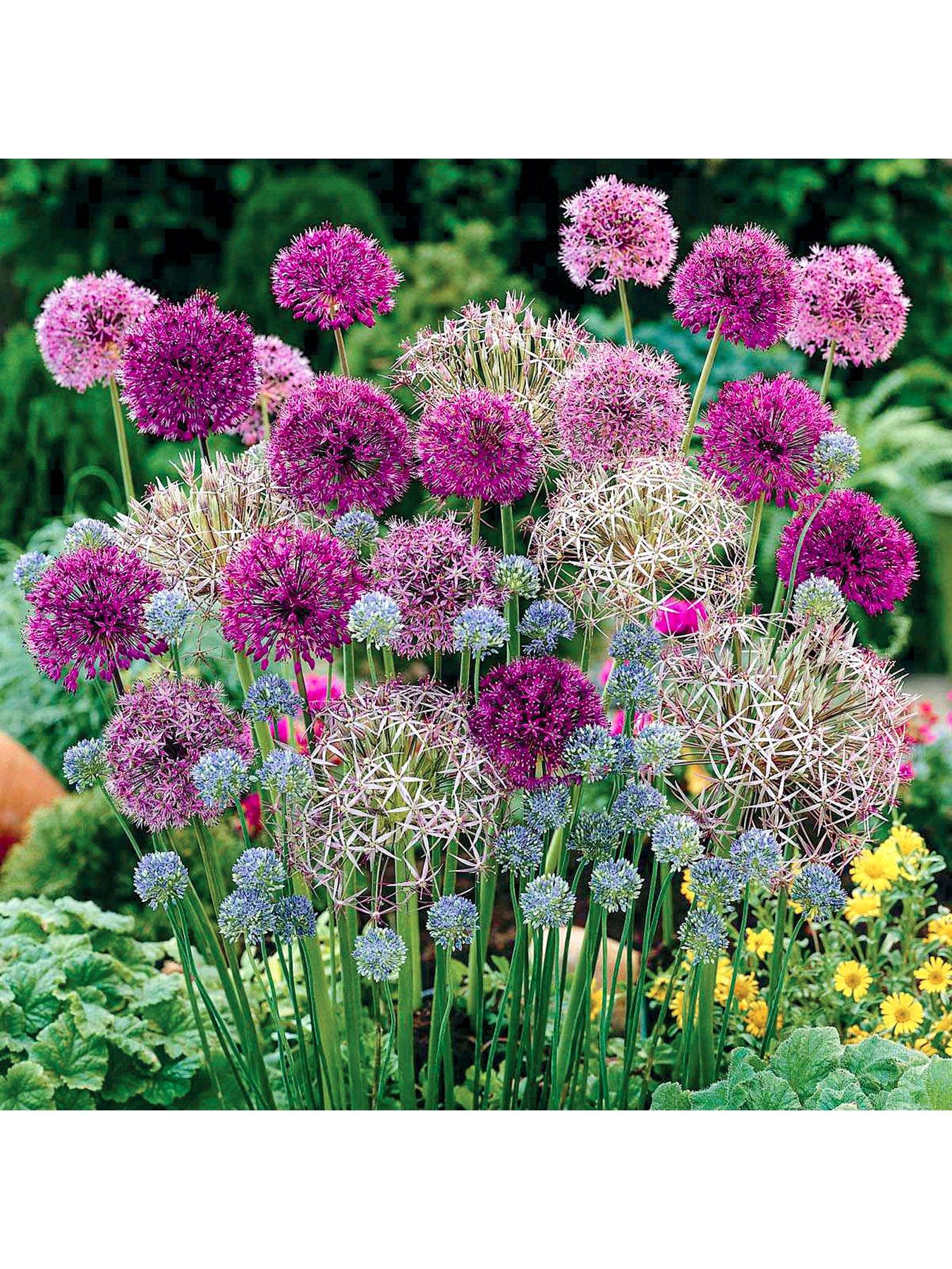 Image 1 of 5 of You Garden Allium Bulb Collection - 100 bulbs