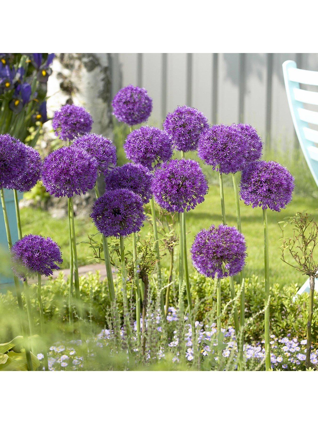 Image 2 of 5 of You Garden Allium Bulb Collection - 100 bulbs