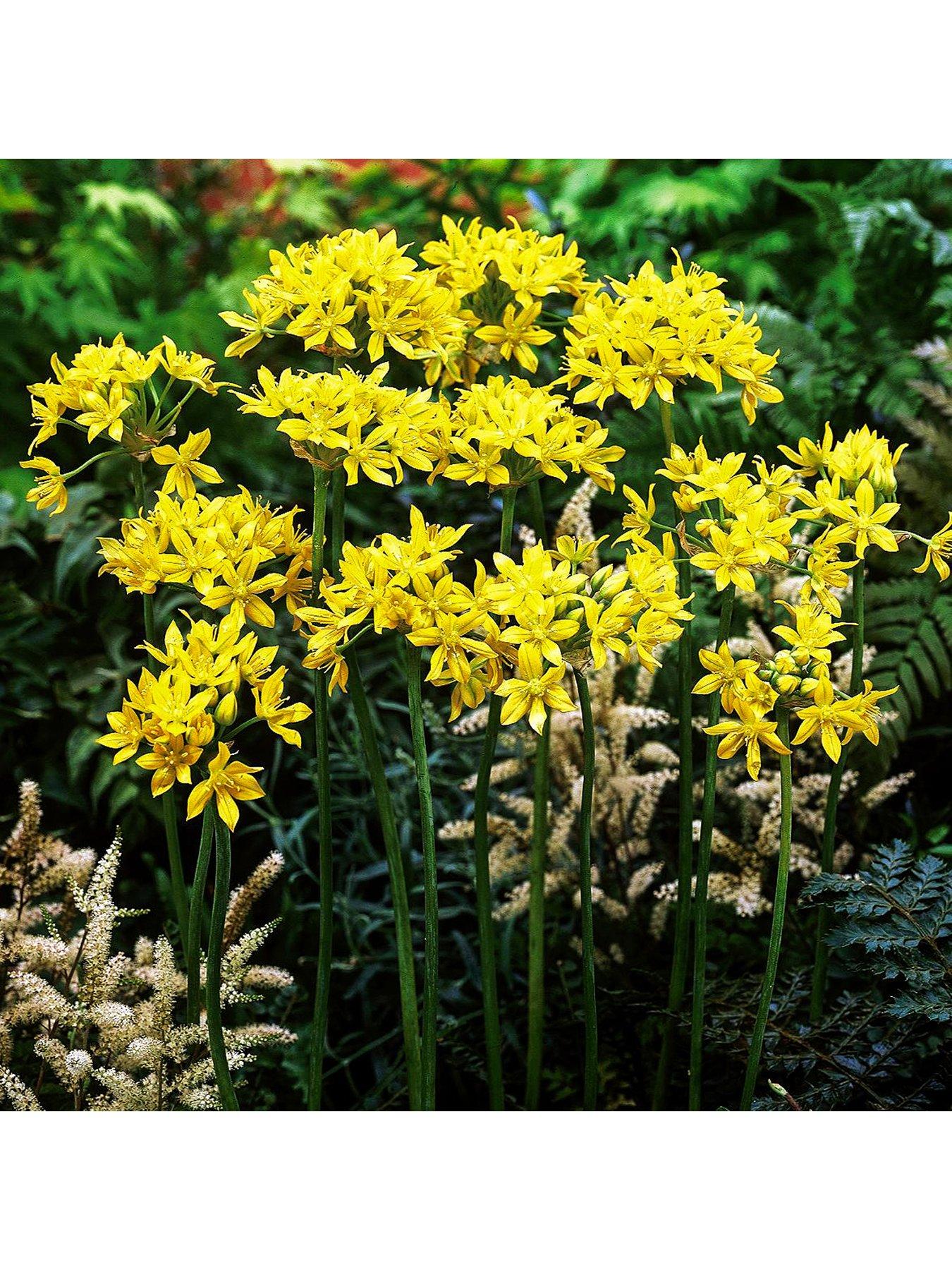Image 3 of 5 of You Garden Allium Bulb Collection - 100 bulbs