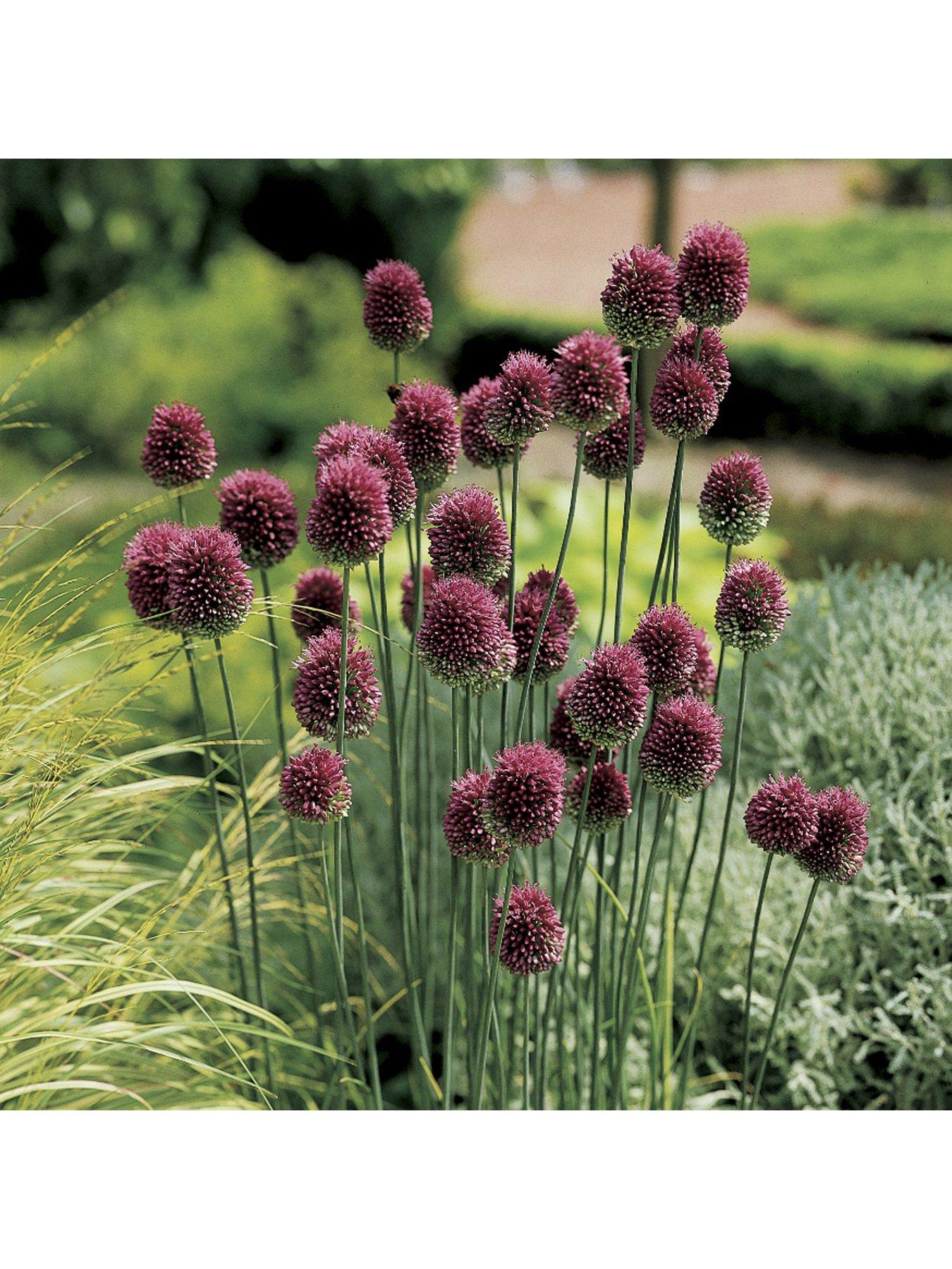Image 4 of 5 of You Garden Allium Bulb Collection - 100 bulbs