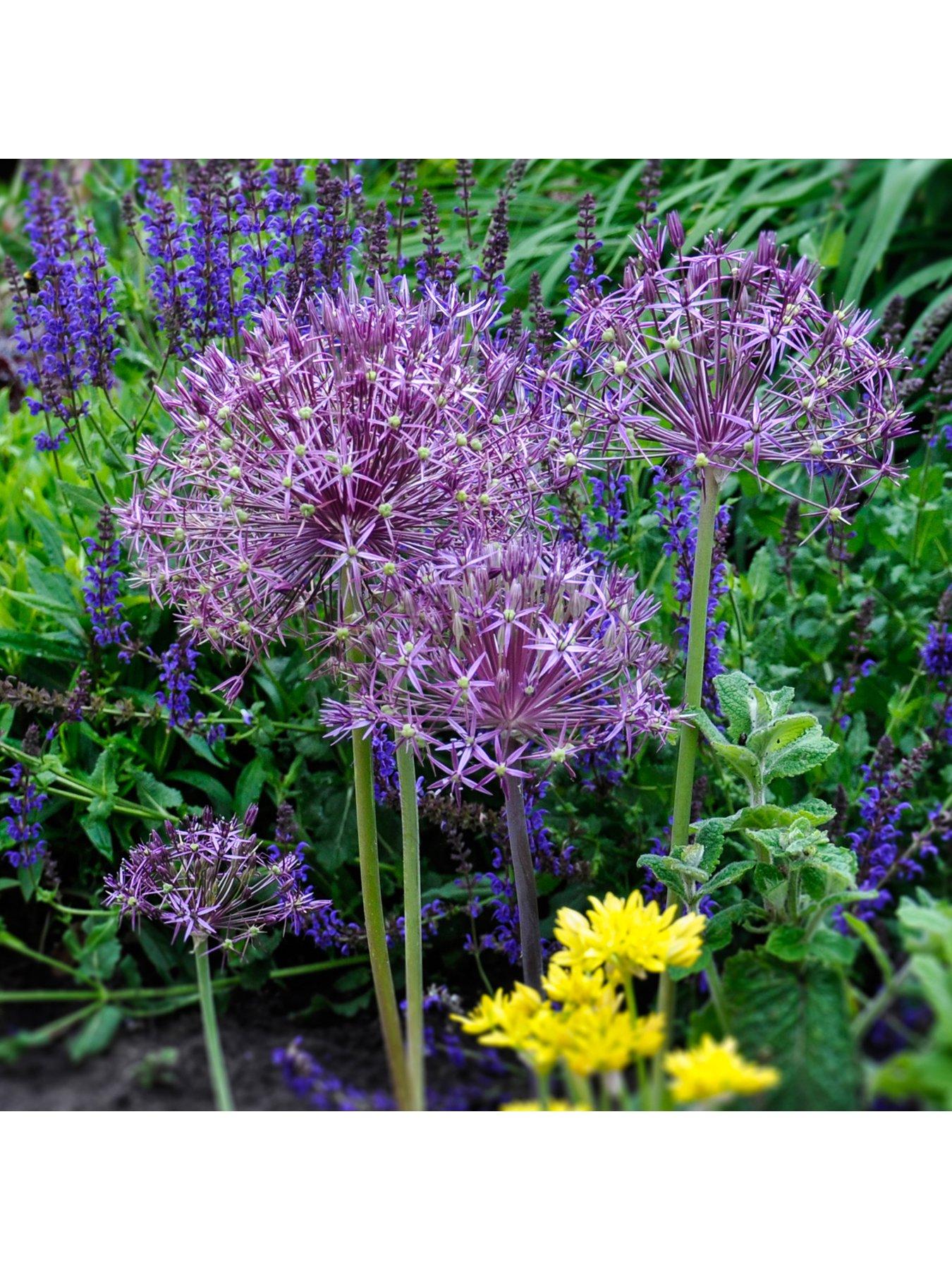 Image 5 of 5 of You Garden Allium Bulb Collection - 100 bulbs